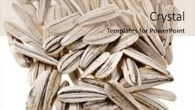  Presentation with sunflower sunflower sunflower sunflower sunflower - Slides having sunflower seeds isolated on white background and a soft green colored foreground