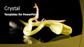  Presentation with sprout - Presentation design with sunflower sprout background and a black colored foreground