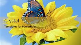  Presentation with sunflower sunflower sunflower sunflower sunflower - PPT theme enhanced with sunflower with blue butterfly background and a yellow colored foreground