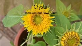  Presentation with pink and green nature - Presentation design featuring sunflower with green nature background background and a gold colored foreground