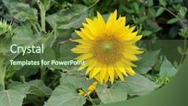  Presentation with pink and green nature - Slide set enhanced with sunflower with green nature background background and a tawny brown colored foreground