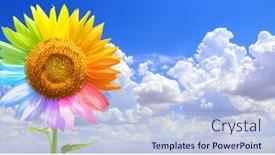  Presentation with sky blue - PPT theme enhanced with sunflower-with-petals-painted background and a light blue colored foreground