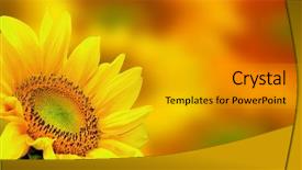  Presentation with sunflower - Presentation theme consisting of sunflower background and a gold colored foreground