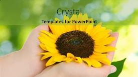  Presentation with sunflower - Cool new theme with sunflower backdrop and a seafoam green colored foreground