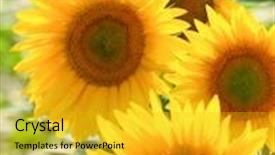  Presentation with sunflower sunflower sunflower sunflower sunflower - Beautiful theme featuring sunflower backdrop and a gold colored foreground