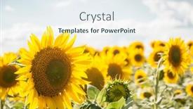  Presentation with black yellow - Slides enhanced with sunflowers-are-growing background and a sky blue colored foreground