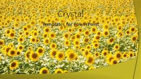  Presentation with black yellow - Presentation with sunflowers-are-growing background and a gold colored foreground