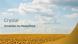  Presentation with sunflower - Presentation theme with sunflowers-are-growing background and a sky blue colored foreground