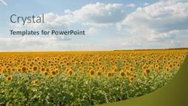  Presentation with black yellow - Presentation theme having sunflowers-are-growing background and a light blue colored foreground