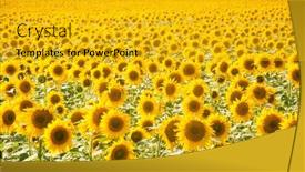  Presentation with black yellow - Theme consisting of sunflowers-are-growing background and a gold colored foreground