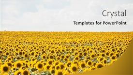  Presentation with black yellow - Presentation theme consisting of sunflowers-are-growing background and a sky blue colored foreground