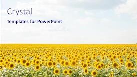  Presentation with black yellow - Presentation theme enhanced with sunflowers-are-growing background and a sky blue colored foreground