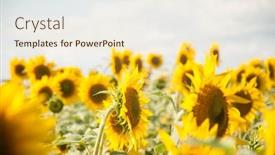  Presentation with black yellow - Slide deck enhanced with sunflowers-are-growing background and a lemonade colored foreground