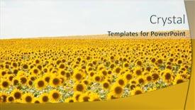  Presentation with black yellow - Presentation featuring sunflowers-are-growing background and a sky blue colored foreground