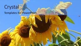  Presentation with bright yellow - Presentation theme having sunflowers beautiful bright yellow sunflowers background and a light blue colored foreground