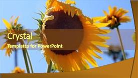  Presentation with sky blue and golden yellow - Slides featuring sunflowers beautiful bright yellow sunflowers background and a tawny brown colored foreground