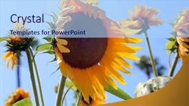 Presentation with bright yellow - PPT theme enhanced with sunflowers beautiful bright yellow sunflowers background and a light blue colored foreground