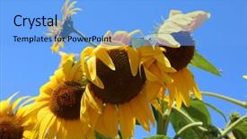  Presentation with bright yellow - Amazing slides having sunflowers beautiful bright yellow sunflowers backdrop and a light blue colored foreground