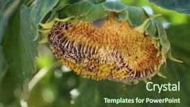  Presentation with sky blue and golden yellow - Audience pleasing slides consisting of sunflowers beautiful bright yellow sunflowers backdrop and a tawny brown colored foreground