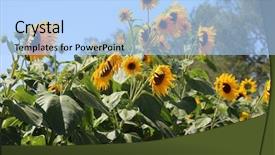  Presentation with bright yellow - Theme featuring sunflowers beautiful bright yellow sunflowers background and a light blue colored foreground