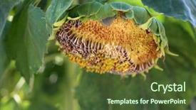  Presentation with sky blue and golden yellow - Slides enhanced with sunflowers beautiful bright yellow sunflowers background and a tawny brown colored foreground