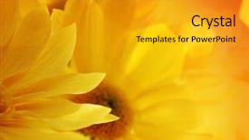  Presentation with sunflowers - Presentation theme having sunflowers bouquet over sunset background background and a gold colored foreground