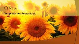  Presentation with sunflowers - Cool new PPT theme with sunflowers-field-and-beautiful-sunset backdrop and a yellow colored foreground