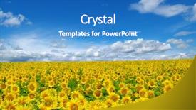  Presentation with sunflower - Colorful PPT theme enhanced with sunflowers field on cloudy blue backdrop and a teal colored foreground