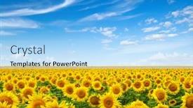  Presentation with sunflowers - Slide deck consisting of sunflowers-field-on-sky-background background and a light blue colored foreground