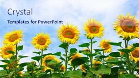  Presentation with sunflowers - 