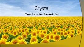  Presentation with sunflowers - Cool new PPT layouts with sunflowers field on sky background backdrop and a light blue colored foreground