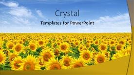  Presentation with sunflowers - Colorful theme enhanced with sunflowers-field-on-sky-background backdrop and a light blue colored foreground