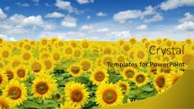  Presentation with sunflowers - 