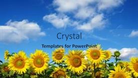  Presentation with sunflowers - 