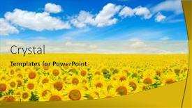 Presentation with sunflowers - 