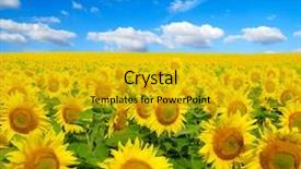  Presentation with sunflowers - Presentation theme with sunflowers field on sky background background and a gold colored foreground