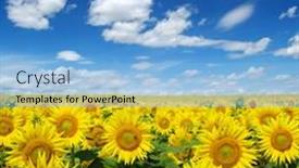  Presentation with sunflowers - 