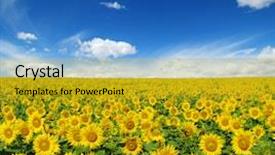  Presentation with sunflowers - Presentation consisting of sunflowers field on sky background background and a  colored foreground