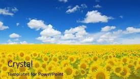  Presentation with sky is the limit - Amazing slide set having sunflowers field on sky background backdrop and a gold colored foreground