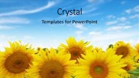  Presentation with sunflower sunflower sunflower sunflower sunflower - Beautiful presentation theme featuring sunflowers field on sky background backdrop and a light blue colored foreground