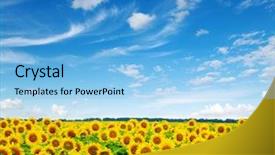  Presentation with sunflowers - PPT theme with sunflowers field background and a light blue colored foreground