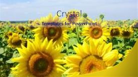  Presentation with sunflowers - 
