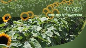  Presentation with sunflower sunflower sunflower sunflower sunflower - Audience pleasing slide set consisting of sunflowers-growing-in-a-field backdrop and a tawny brown colored foreground