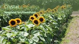  Presentation with sunflower - Cool new presentation with sunflowers-growing-in-a-field backdrop and a tawny brown colored foreground