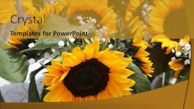  Presentation with sunflower sunflower sunflower sunflower sunflower - Presentation theme enhanced with sunflowers-growing-in-a-field background and a gold colored foreground