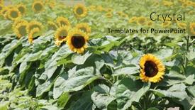  Presentation with sunflower sunflower sunflower sunflower sunflower - Presentation theme enhanced with sunflowers-growing-in-a-field background and a yellow colored foreground