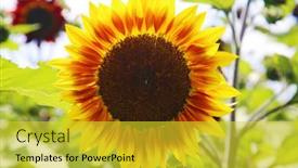  Presentation with sunflower - Cool new presentation theme with sunflowers-growing-in-a-field backdrop and a yellow colored foreground