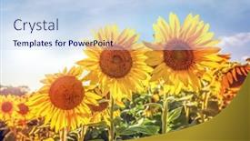  Presentation with sunflowers - Theme enhanced with sunflowers-in-a-field background and a sky blue colored foreground