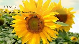  Presentation with sunflowers - Amazing slides having sunflowers-in-field-flowering-head backdrop and a yellow colored foreground