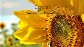  Presentation with sunflowers - Theme consisting of sunflowers-in-field-flowering-head background and a gold colored foreground